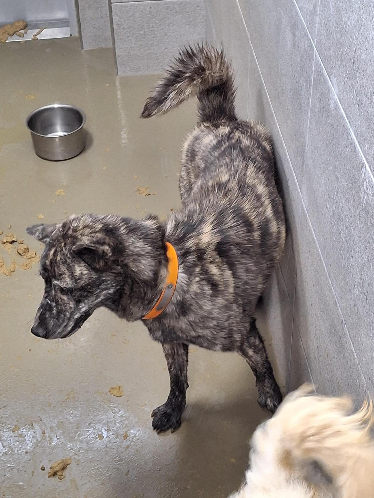 종료(반환) 진도견…